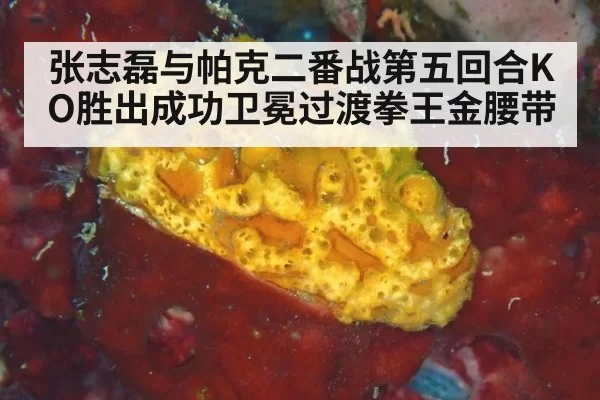张志磊与帕克二番战第五回合KO胜出成功卫冕过渡拳王金腰带